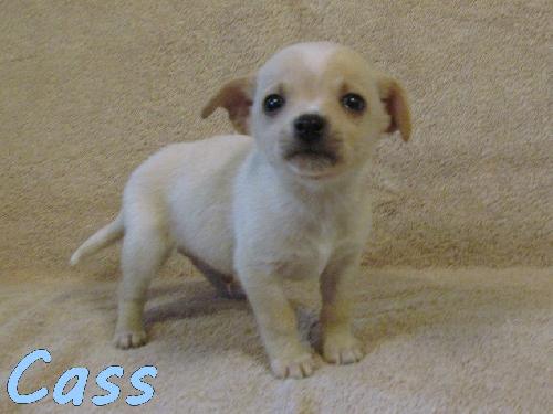 Cass