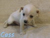 Cass