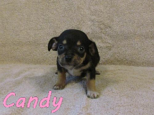 Candy