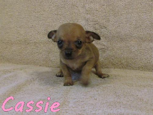 Cassie