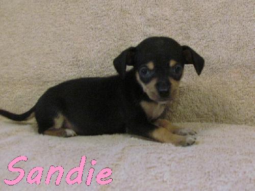 Sandie