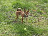 Charlie ChiPap