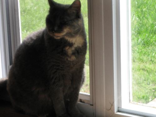 Kitty Cathy