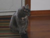 Kitty Cathy