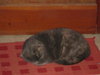 Kitty Cathy
