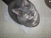 Kitty Cathy