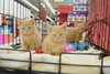 Kitten Two Giles
