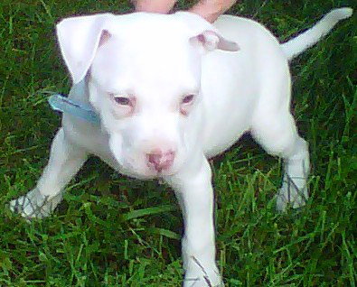 Pax Pitt