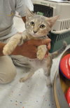 Gordita