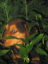 Junebug