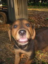Junebug