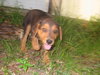 Junebug