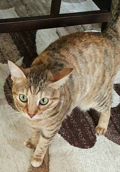 Penelope