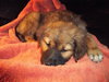 Lola