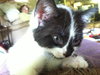 Toby