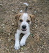 Krackle