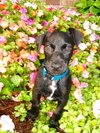 Barkley
