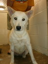 Sheba