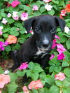 Flynn