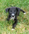 Flynn