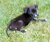 Flynn
