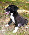 Phoebe