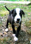 Grady