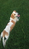 Daphne