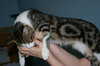Herbie the Love Bug