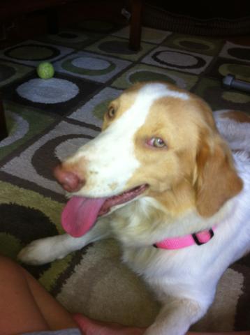 Ellie Brittany