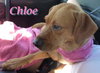 Chloe