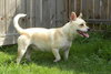 Maxie
