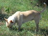 Maxie