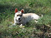 Maxie