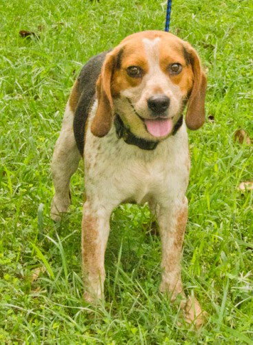 Shiloh