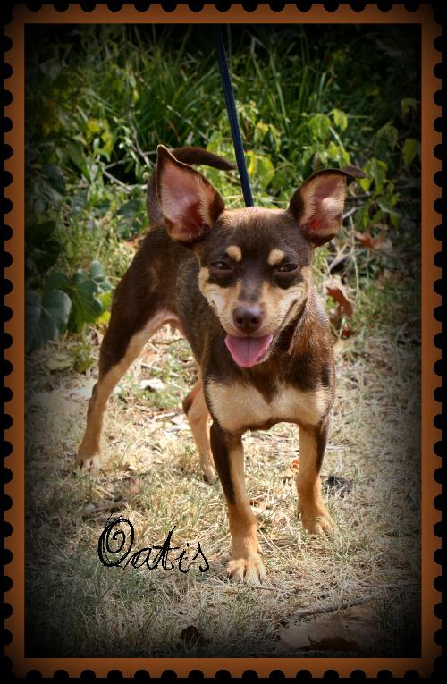 Otis