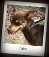 Otis