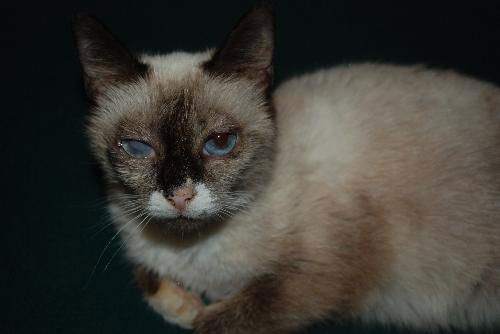 Willow