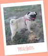 Peaches