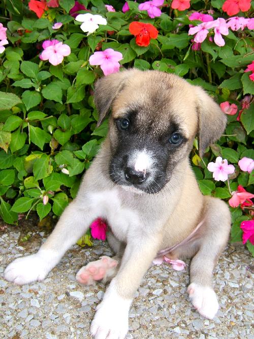 Bodie