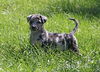Abner