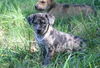 Sadie