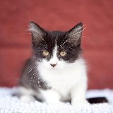 Domino