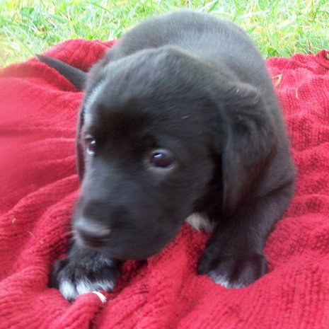 Molly