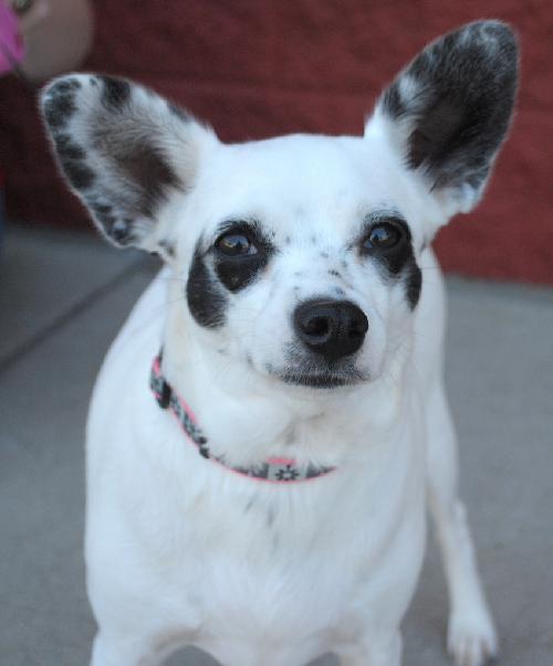 Daphnie