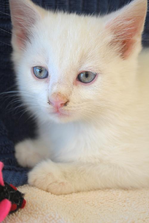 Marshmallow
