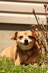 Gracie