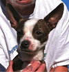 Dennie