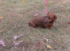 Delilah