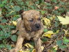 Holly